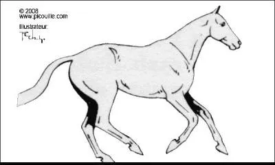 Le mcanisme du galop  droite :