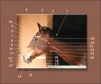 Quel numro dsigne l'apophyse zygomatique ?