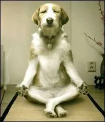 Laissez-moi me concentrer ! D'ailleurs, Einstein nous dit qu'il y a d'autres formes d'intelligence que le quotient intellectuel :