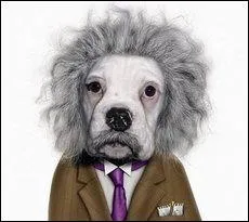 J'ai vu Einstein, nom d'un chien ! Einstein a une bonne tte et un bon cur. En parlant de a, au cours de l'histoire, on ne savait pas qui du cur ou du cerveau tait le sige de la conscience :
