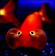 Le cerveau ne s'est pas cass, c'est gonfl de dire a ! Notre Albert s'est cass la tte par rapport  ces travaux sur la thorie du tout. Actuellement, l'a-t-on trouve ?