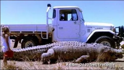 Dans le monde animal, se dit d'une femelle qui attend un ou des petits !