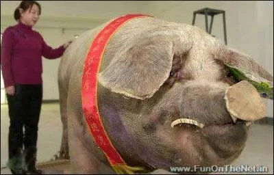 Chez son cousin le sanglier, ils servent  aiguiser les dfenses, les ...