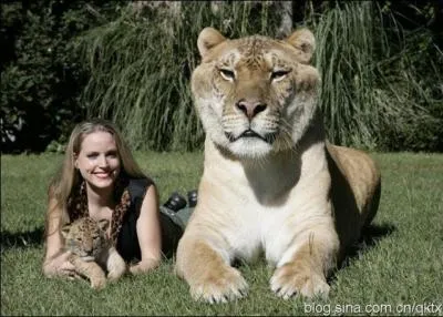 Fort heureusement pour la demoiselle, cet animal n'est pas ...