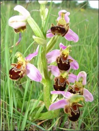 Comment se nomme cette orchide ?