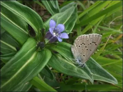 Comment se nomme cette plante ?
