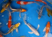 Quiz Les maladies des poissons en aquariums