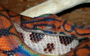 Quiz Serpents
