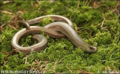 L'orvet est-il un serpent?