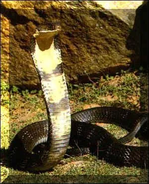 Quel est ce serpent?
