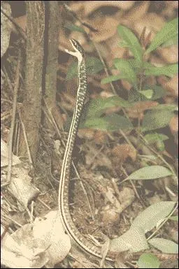 Quel est ce serpent?