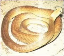 Quel est ce serpent?