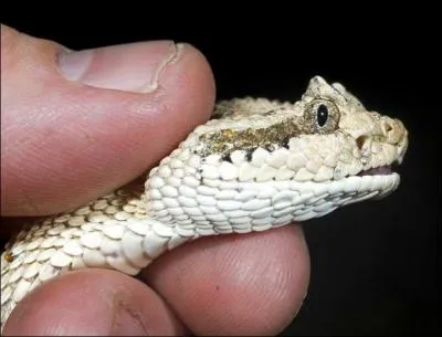 Quel est ce serpent?