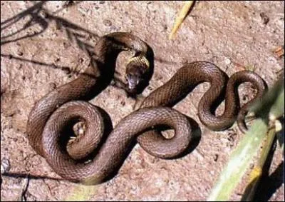 Quel est ce serpent?