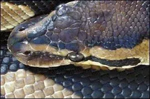 Quel est ce serpent?