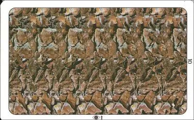 Que voyez-vous dans cette photo ?