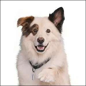 Et que sait-il faire que nul autre chien ne sait faire ?