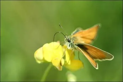Le roman  Lgre comme un papillon  de Michela Marzano relate :