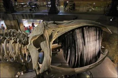 Dans quelle ville se trouve le plus grand muse d'histoire naturelle du monde ?