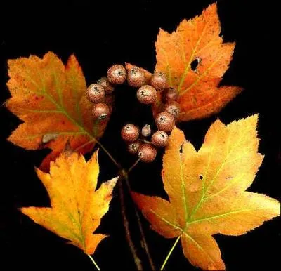 Dans le calendrier rpublicain, le 9 brumaire correspondait au jour (voir la photo) :