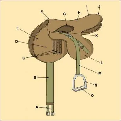 Quel est le nom de la partie 'C' de la selle ?