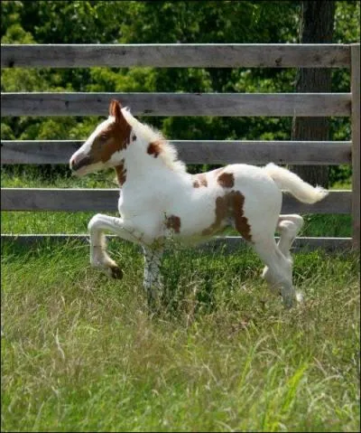 Comment appelle-t-on le petit de la jument ?