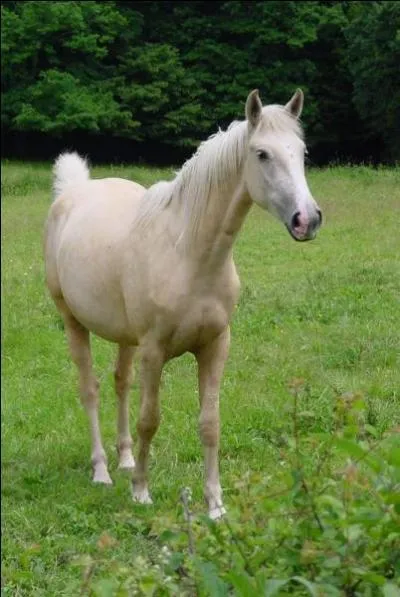 Quelle est la couleur de cette robe ?