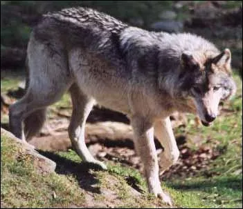 Quel est le nom de sa femelle ?