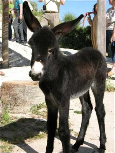 Quel est le nom de sa femelle ?