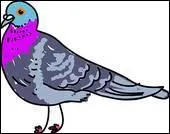 Je roucoule. Qui suis-je ?