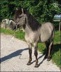 Lequel parmi ces quids n'est ni le plus petit, ni le plus grand ?