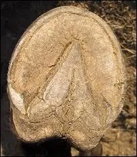 Quel est l'ordre des parties du fer  cheval  partir de la gauche ?