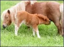 Combien de temps faut-il pour qu'un poulain tienne solidement sur ses quatre membres ?