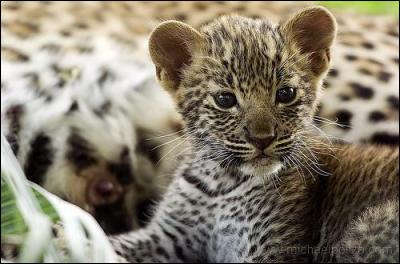 comment s appelle bebe leopard