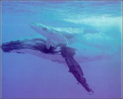 Quel est le bb de la baleine?