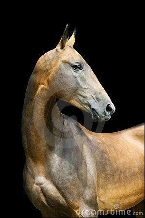 De quelle race est ce cheval ?