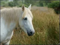 De quelle race est ce cheval ?