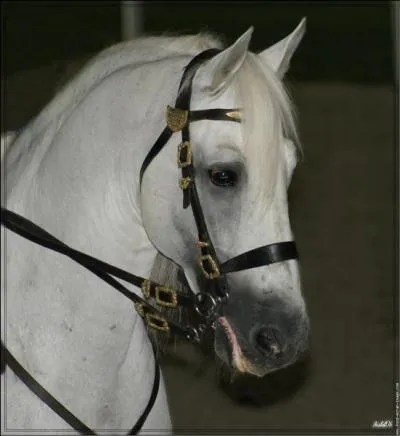 De quelle race est ce cheval ?