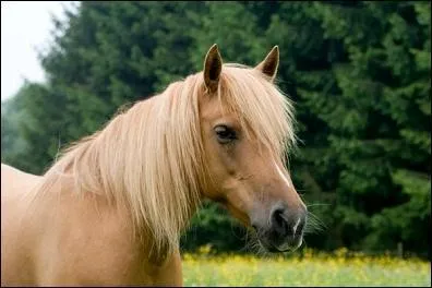 De quelle race est ce cheval ?
