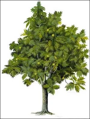 Comment dit -on '....' en espagnol ?