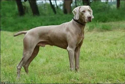 Quelle est cette race de chiens ?