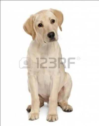 Quelle est cette race de chiens ?