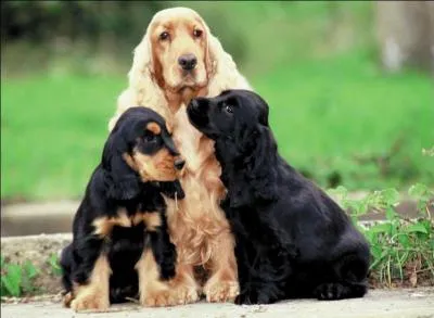 Quelle est cette race de chiens ?