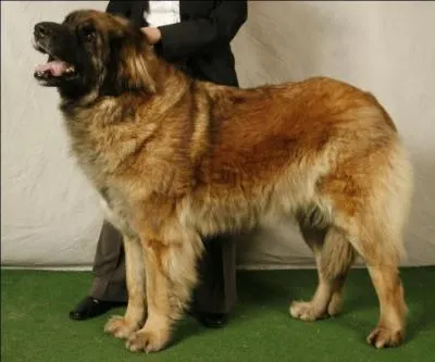 Quelle est cette race de chiens ?