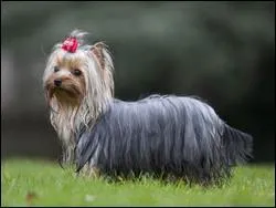 Quelle est cette race de chiens ?