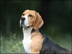 Quelle est cette race de chiens ?