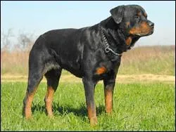 Quelle est cette race de chiens ?