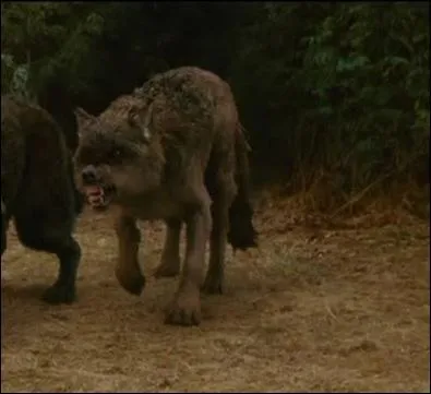 Qui est le loup de la photo ?