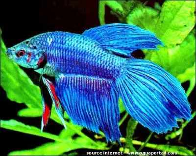 Comment dit-on  mouton  en anglais ?