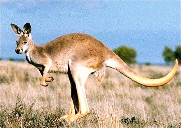 Comment dit-on  kangourou  en anglais ?